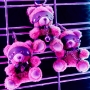 CRUSHIOUS CRUSHITO HARNESS BEAR KEYRING